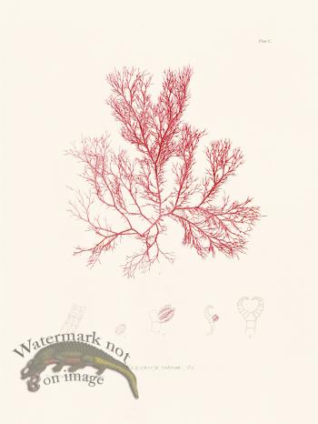 Bradbury Seaweed 100